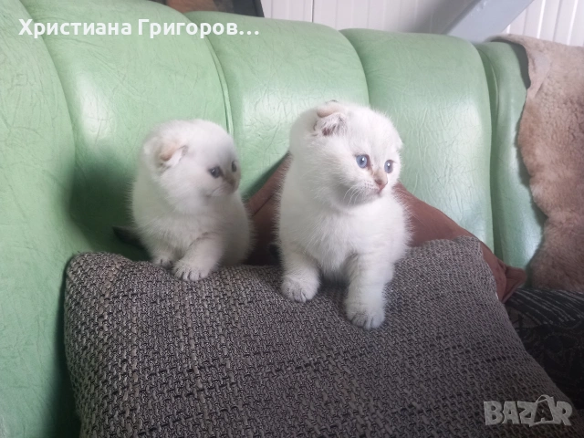Продавам шотландски клепоухи котета, мъжки , снимка 5 - Други - 53523528