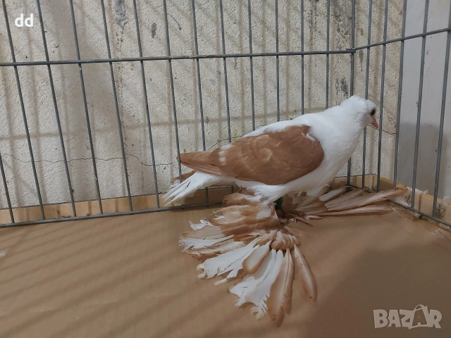 саксонска чайка, снимка 2 - Гълъби - 53024750