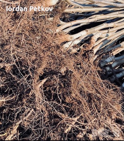 Орех чандлър, снимка 2 - Разсади - 32170528