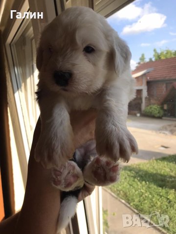 Бобтейл/ Староанглийска овчарка,бобтейл с родословие , снимка 2 - Други - 41393263