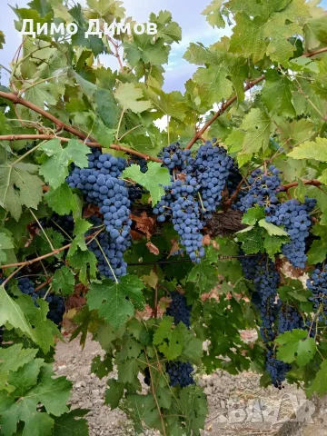 Продавам грозде, снимка 2 - Домашни продукти - 56231730