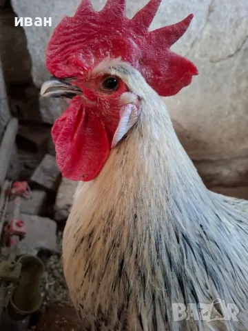 Сребърно Брезе-тъмна мутация петли на 1 година на 2 5 месеца страхотни. много рядък цвят, снимка 2 - други­ - 49415427