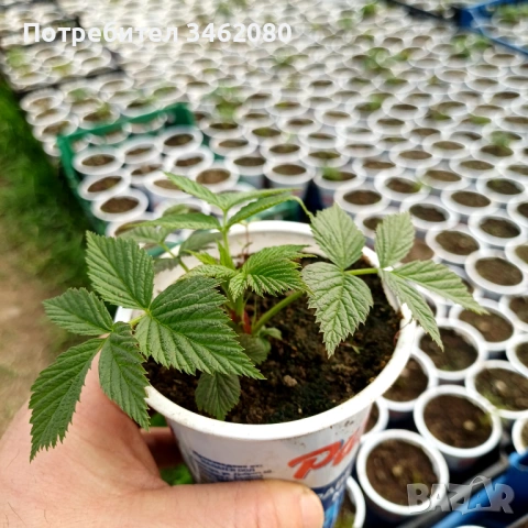 Разсад- малини