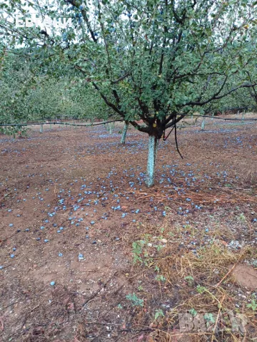 Отдавам овощна градина под наем!, снимка 4 - Земеделска земя - 48130845