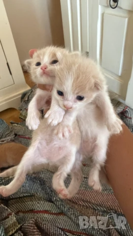 Домашни Полу-Ангорски Котенца + Доставка 60лв, снимка 7 - Ангорски - 40695376