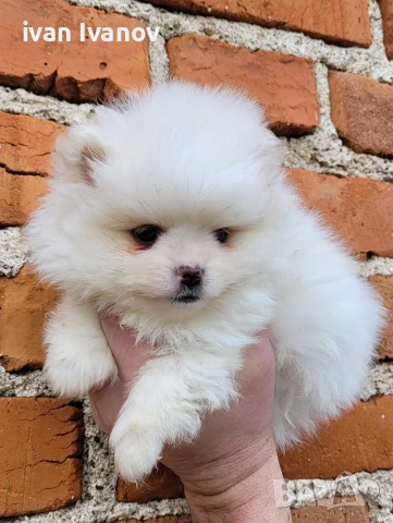 Померан-мини шпиц!!!, снимка 3 - Померан - 53817614