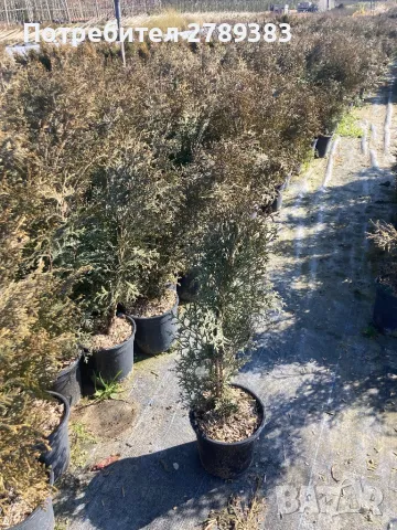 Туя фастигиата, снимка 1