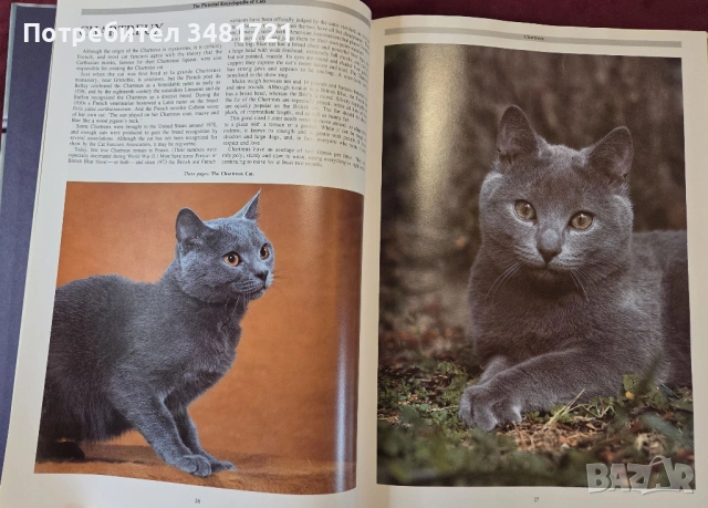 Енциклопедия на котките / The Encyclopedia of Cats, снимка 5 - Енциклопедии, справочници - 53748624