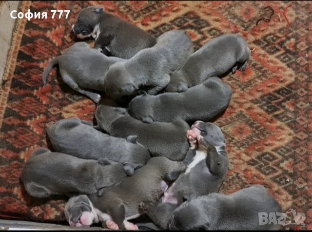 топ малки и страхотни кученца американски питбул всичките са сиви със сиви очи, снимка 7 - Питбул - 41636760