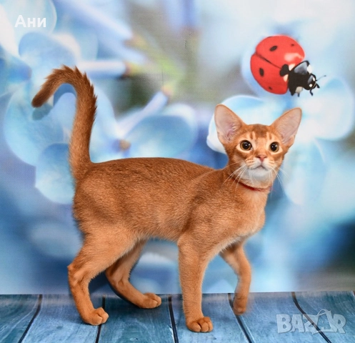 ТОП ЦЕНА .ЕКЗОТИЧНО И РАЗЛИЧНО.АБИСИНСКО КОТЕНЦЕ