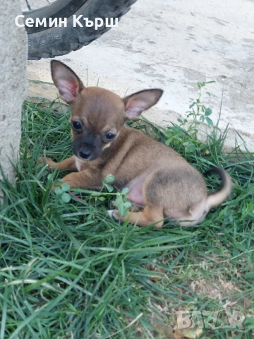 Мини пинчерче , снимка 1