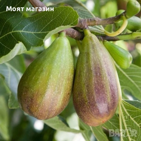 Смокиня - “Брунсуик”, снимка 2 - Градински цветя и растения - 53619305