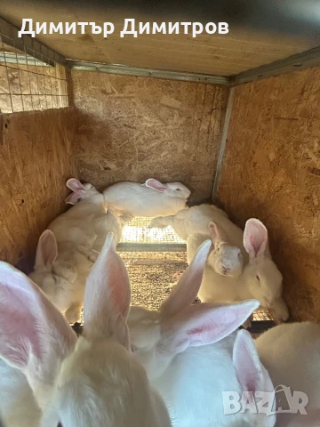 Зайци за месо и разплод, снимка 11 - Други - 50191126