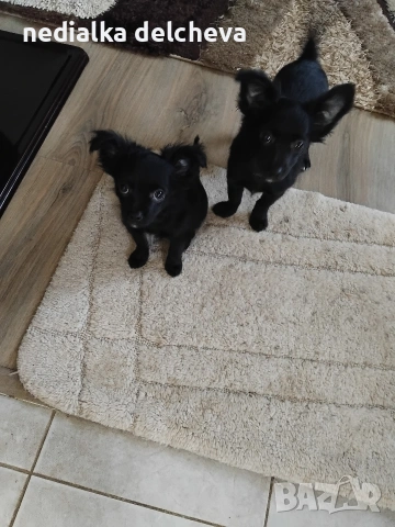 мини чихуахуа две момченца на 2месеца направена ваксина.