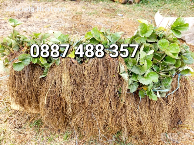 Продавам качествен разсад ягоди 