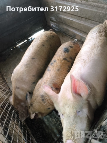 Продавам прасета , снимка 3 - Прасета - 52669901