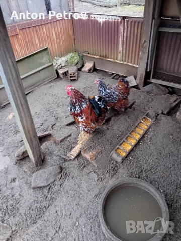 Продавам млади чифтове Орпингтон порцелан!