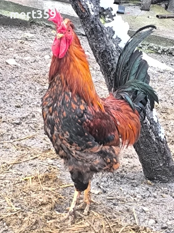петели 🐓