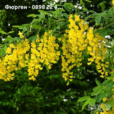 Акация - Фиданки  РАЗПРОДАЖБА !!!, снимка 4 - Разсади - 56203131