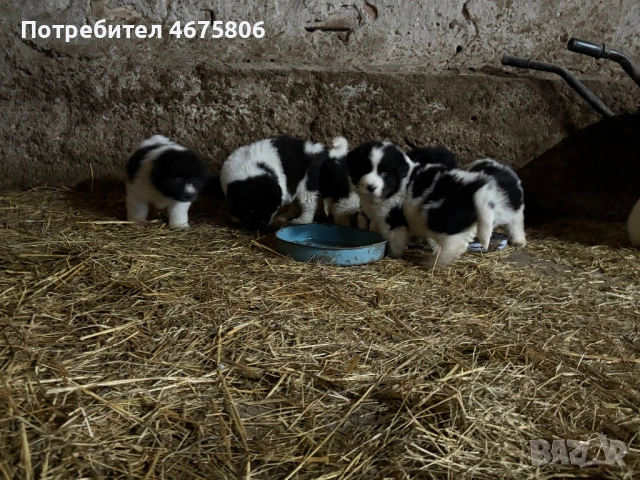 Българско овчарско куче, снимка 3 - Други - 53418591