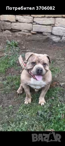 Продавам Були покет на година и четири месеца не е агресивен 