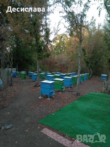 Екологично чист манов мед!, снимка 6 - Пчелни продукти - 41888785