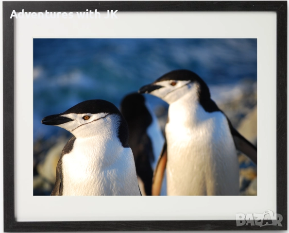 Авторски фотопринт "Пингвинско любопитство" в черна рамка от MDF с паспарту с размер 40х50 см