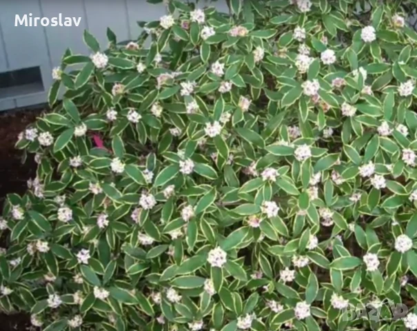 Дафне Ауреомаргината, снимка 6 - Градински цветя и растения - 51224521