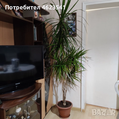 Драцена висока почти2 м, снимка 2 - Стайни растения - 52367208