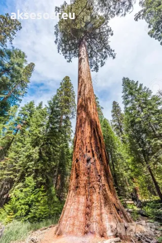 Екзотични нови 15 семена гигантска секвоя мамутово дърво sequoiadendron giganteum декорация в двора, снимка 13 - Сортови семена и луковици - 50222677