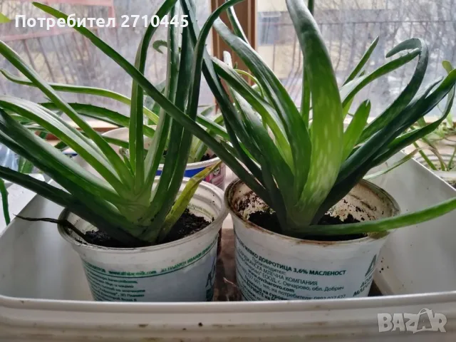 ЛЕЧЕБНО АЛОЕ ВЕРА и Дървовидно алое, снимка 6 - Стайни растения - 30210195