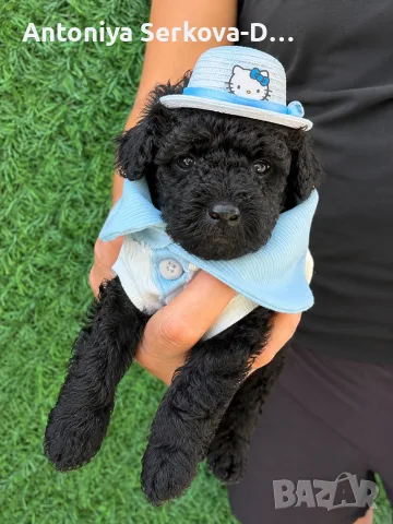 Poodle toy/Пудел Той