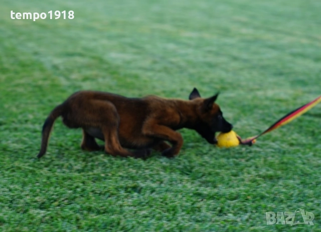 Белгийски Овчарки с Родословие, снимка 4 - Белгийска овчарка - 47358276