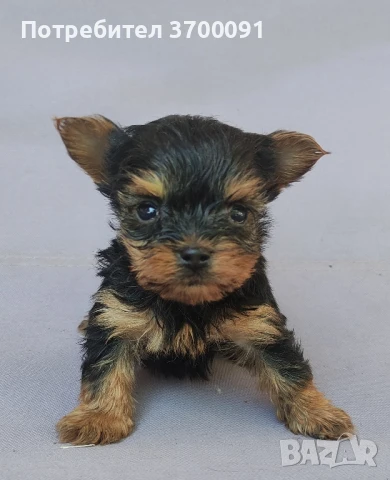 йорки, снимка 1