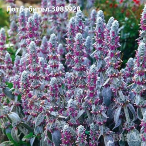 Стахис, Заешки уши-Stachys byzantina, снимка 3 - Градински цветя и растения - 41080947