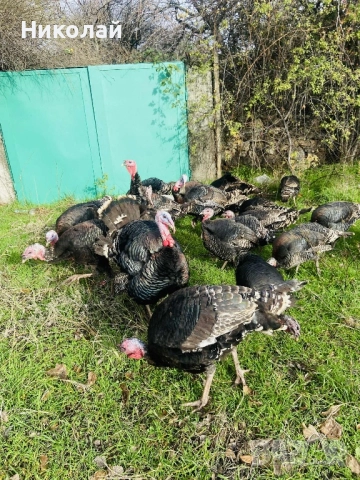 Домашни Пуикй, снимка 3 - Кокошки и пуйки - 52860409