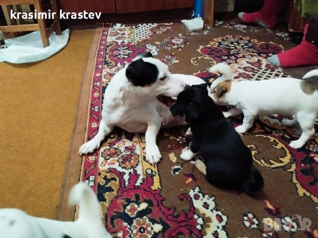 Кученца, снимка 2 - Други - 53511931