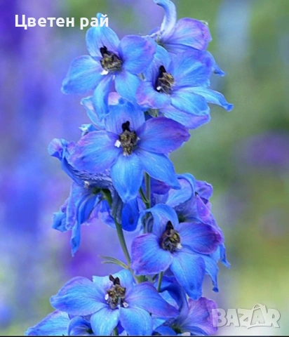 Разсад Ралица в саксия 2€брой саксия , снимка 5 - Градински цветя и растения - 53759430