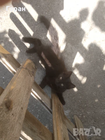 Подарявам малки котета , снимка 7 - Други - 50831081