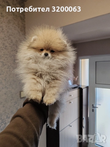 Померан мини померан , снимка 3 - Померан - 53054110