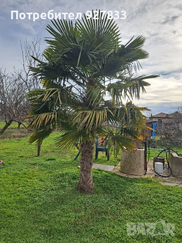 Студоусточива палма ,,трахикампос" пресни семена за посев