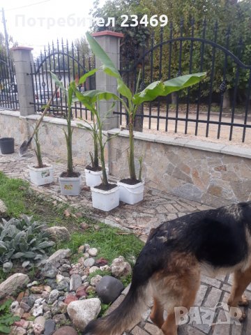 Банан . Бананова палма , снимка 8 - Градински цветя и растения - 33713944