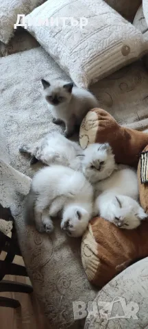 Дългокосместо шотландско мъжко, снимка 11 - Британска късокосместа - 50320973