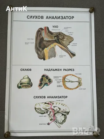 Комплект Соц Учебни Медицински Плакати, снимка 8 - Антикварни и старинни предмети - 49942165