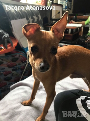 Продавам мини пинчер , снимка 5 - Пинчер - 52717708