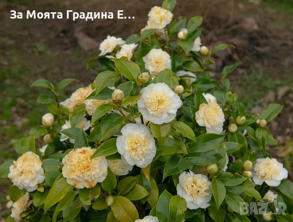 Камелия - Kamelia flower, снимка 4 - Градински цветя и растения - 49761578