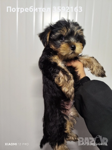 йоркширски териер , снимка 3 - Йоркширски териер - 52854959