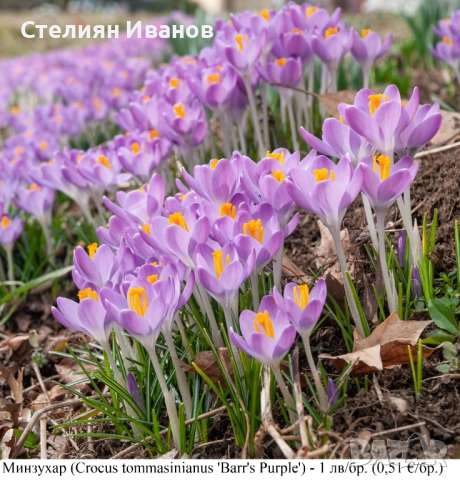 СОРТОВИ МИНЗУХАРИ – ЛУКОВИЦИ, снимка 2 - Сортови семена и луковици - 52372805