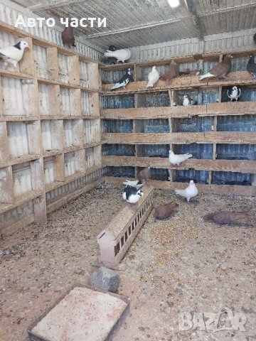 Гълаби на летене пазарджишки , снимка 3 - Гълъби - 42538041