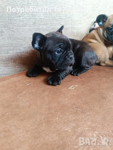 френски булдог 